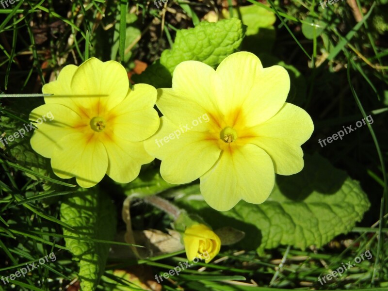 Spring Yellow Nature Flowers Garden Key Flowers