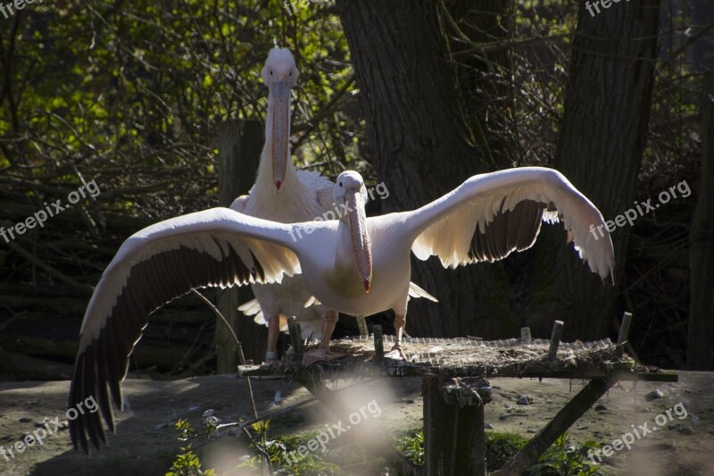 Pelikan Bird Nature Water Bird Animal