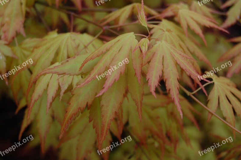 Leaves Tree Nature Fall Spring