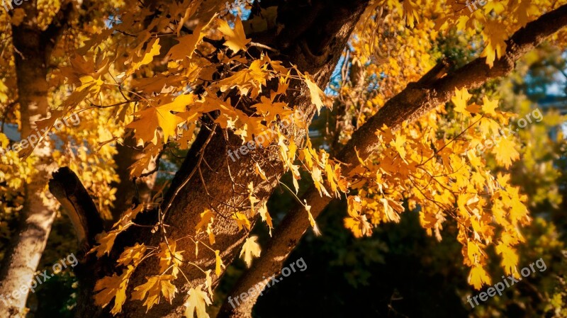 Trees Leaves Autumn Fall Orange