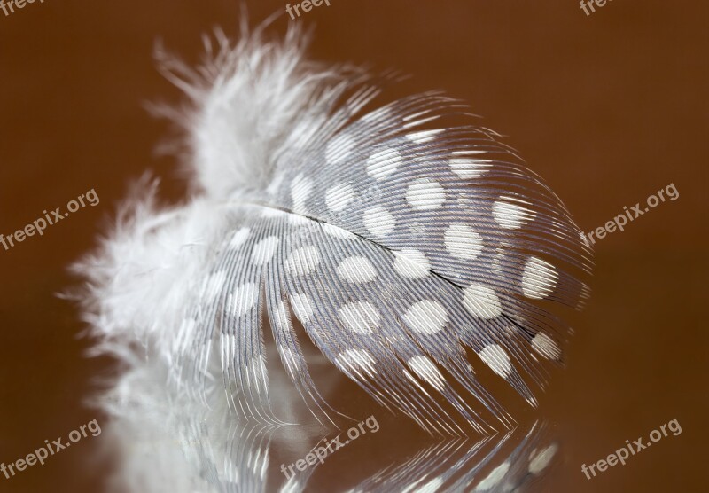 Feather Guinea-fowl Spotted Pattern Light