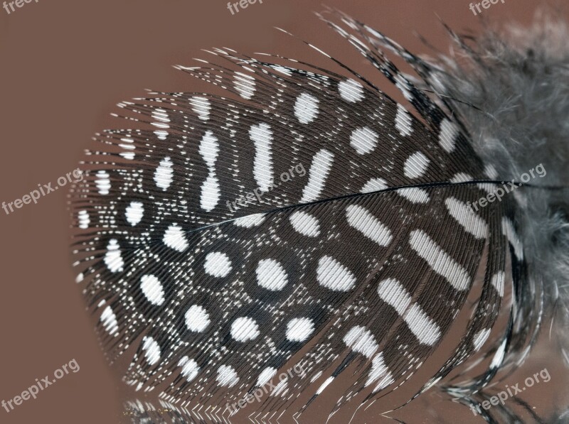 Feather Guinea-fowl Spotted Pattern Light