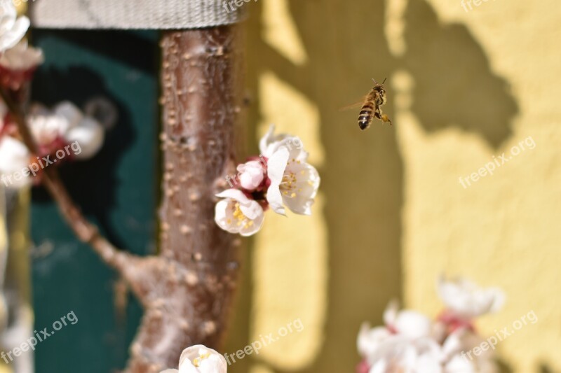 Bee Blossom Bloom Apricot Pollen