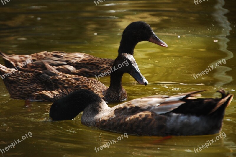 Duck Animals Plumage Feather Free Photos