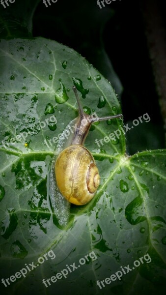 Snail Ivy Leaf Nature Green