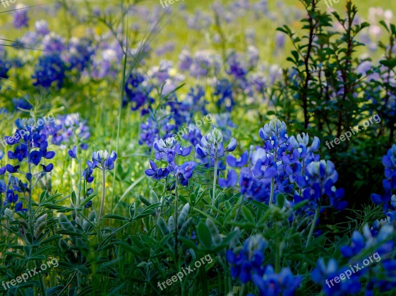 Palm Sunday Blue Bluebonnet Flower Spring