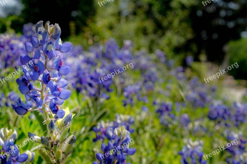 Bluebonnet Wildflower Texas Spring Flower