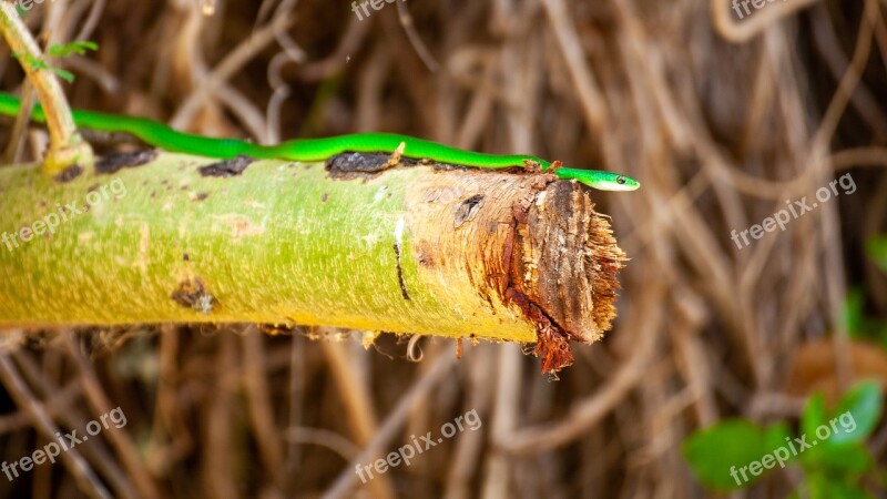 Snake Kenya Green Savannah Africa