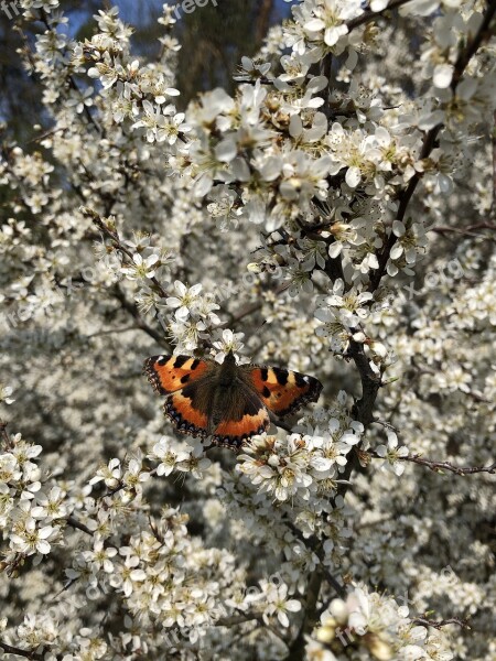 Spring Blossom Bloom Butterfly Nature