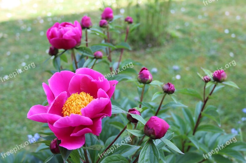 Peony Flower Pink Nature Spring