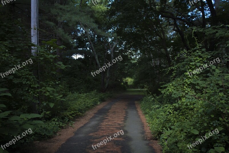 Nature Ominous Outdoors Greenery Woods