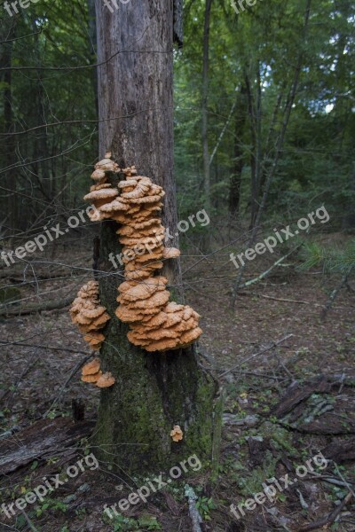 Mushroom Forest Orange Wild Mycopenia