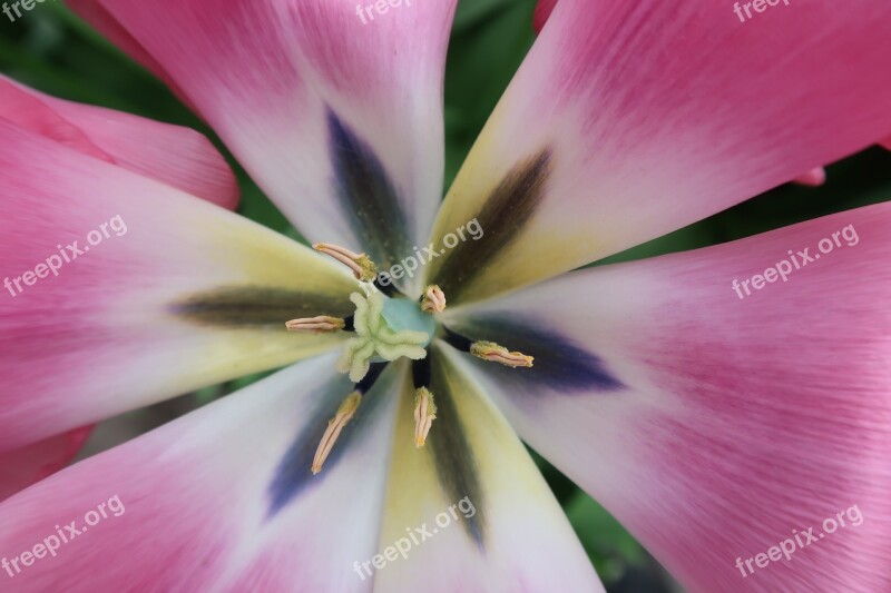 Pestle Stamens Pink Star Star-shaped