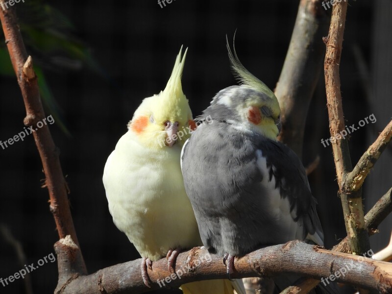 The Nymph Parrot Para Bird Nymphs