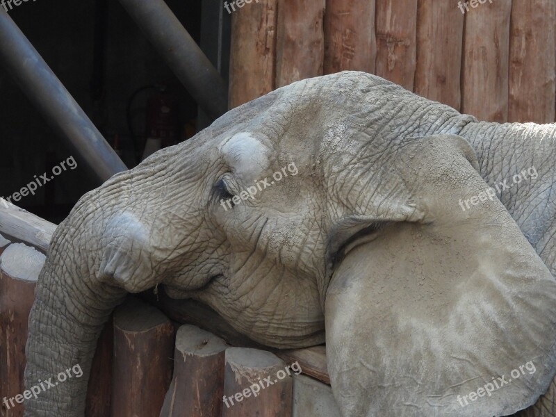 Elephant Sad Nature Africa Animals