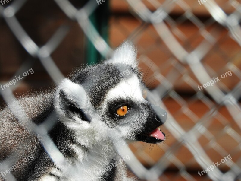 Cage Bondage Mammal Lemur Free Photos