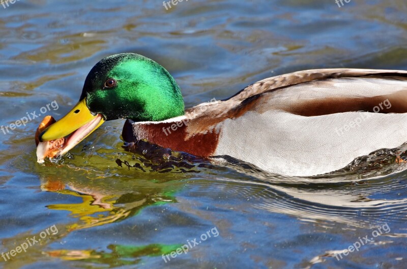 Mallard Duck Water Bird Poultry Duck Bird