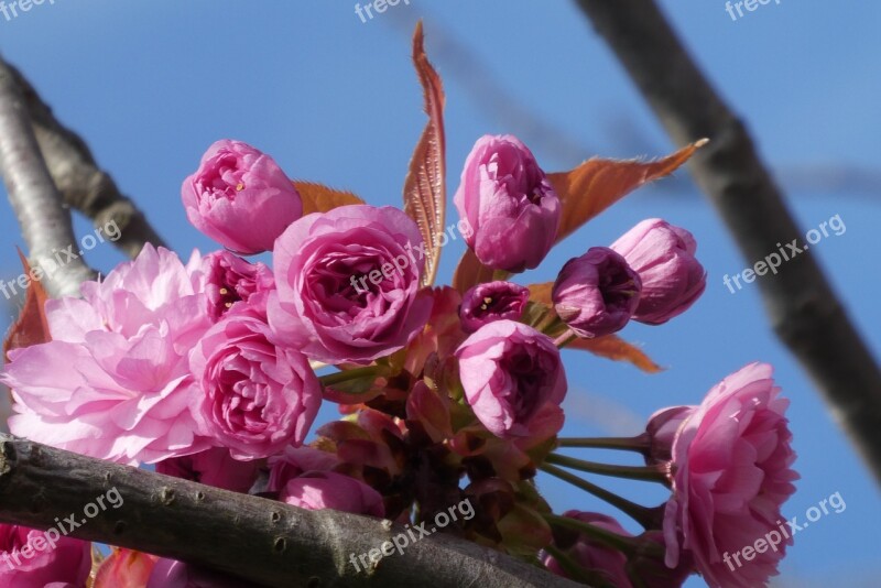 Blossom Ornamental Cherry Bloom Flowers Spring