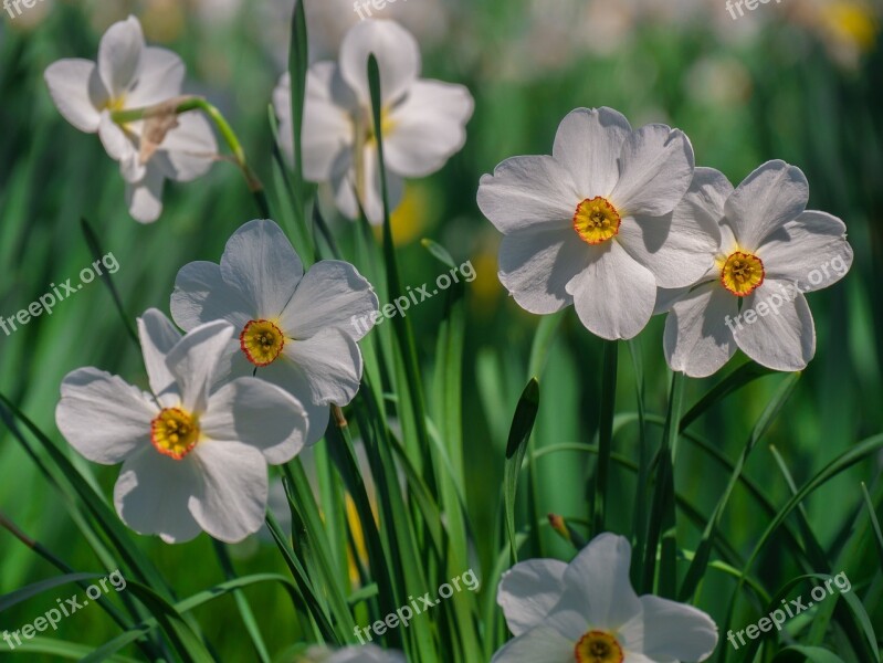 Flowers Daffodils Spring Spring Flower Free Photos