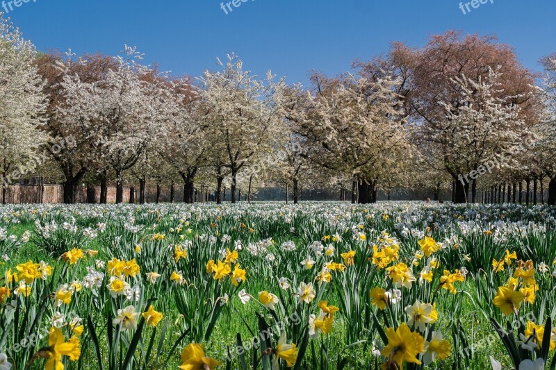 Trees Park Flowering Trees Spring Field Of Flowers