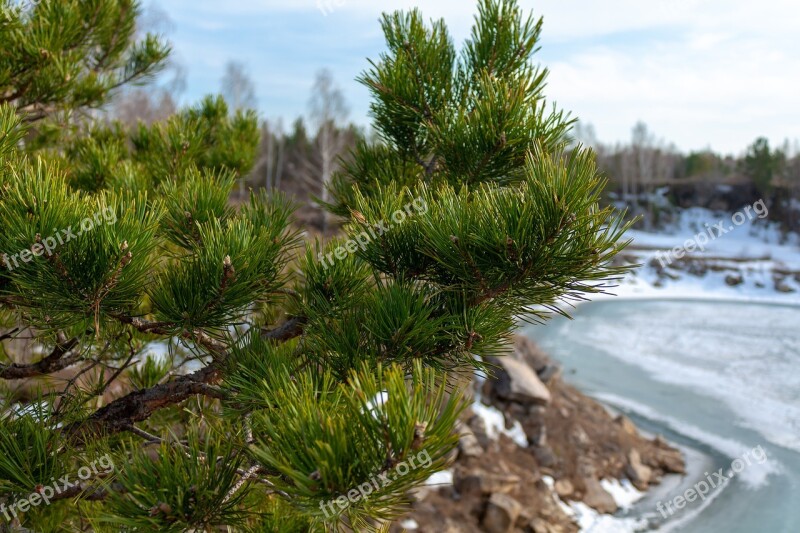 Nature Spring Pine Branch Tree