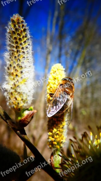 Bee Nature Close Up Plant Insect