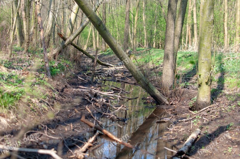 Forest Brook Tree Spring Nature