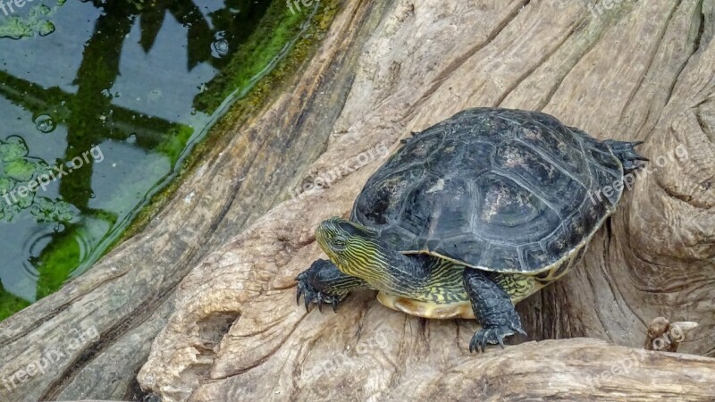 Turtel Schildkröten Freude Details Animal