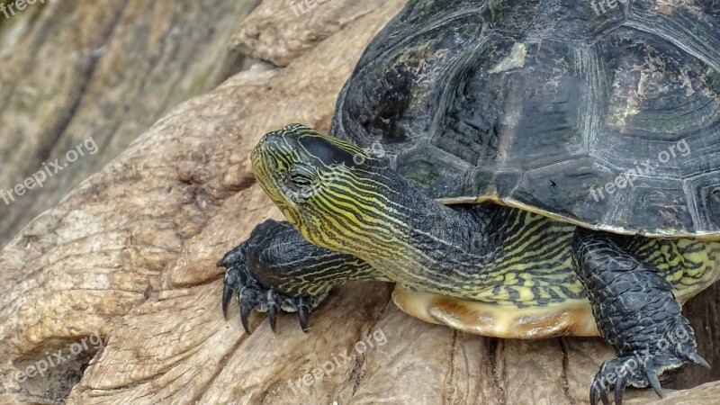 Turtel Schildkröte Animal Focus Details