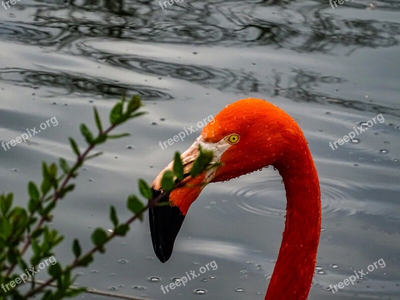 Flamingo Face Eye Water Details