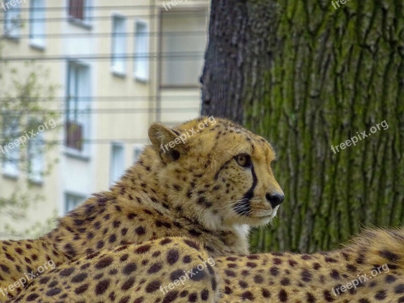 Leopard Wildlife Wildanimal Yellow Black