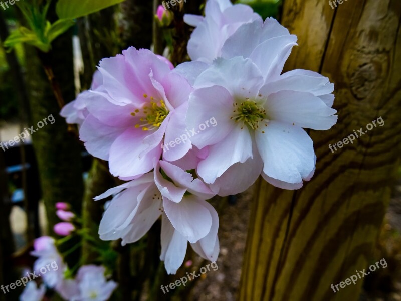 Hdr Flowers Details Wood Free Photos