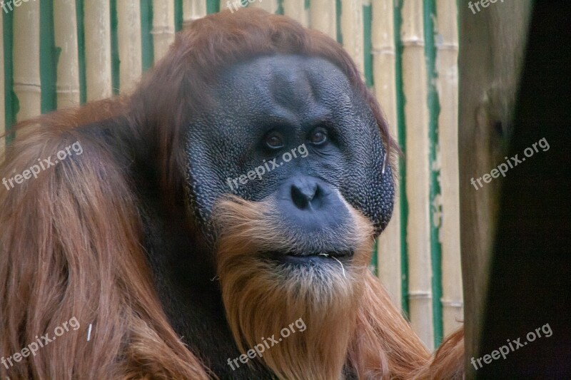 Big Monkey Face Eyes Zoo