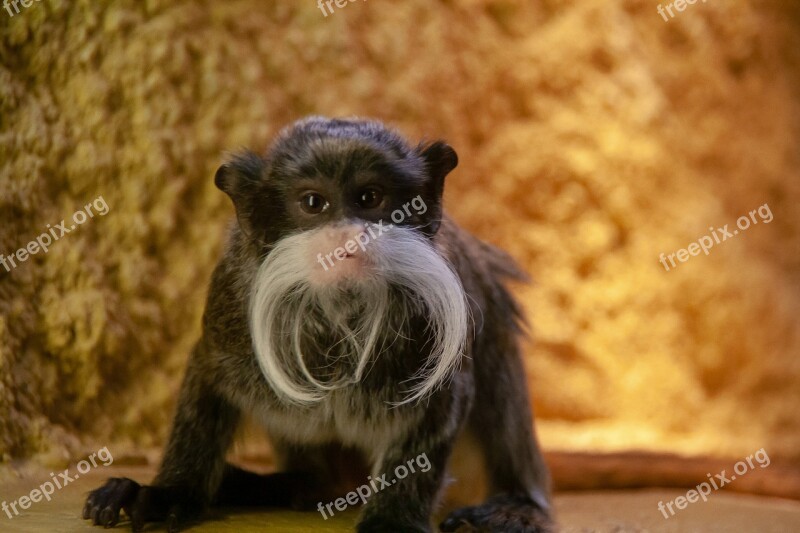 Cute Monkey Sweet Background Animal