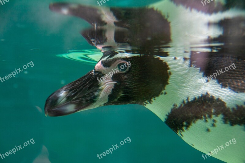 Insane Focus Wild Wildlife Face