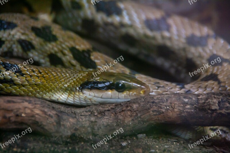 Snake Exotic Wild Wildlife Zoo