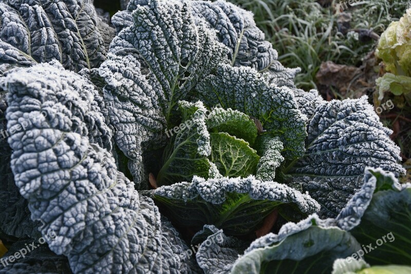 Kohl Garden Vegetables Healthy Food