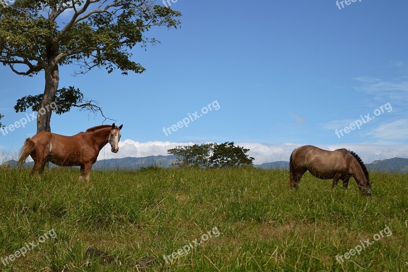 Prairie Horse Horses Animals Nature