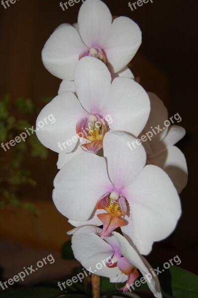 Orchid Plant Bloom Flowers Blossom