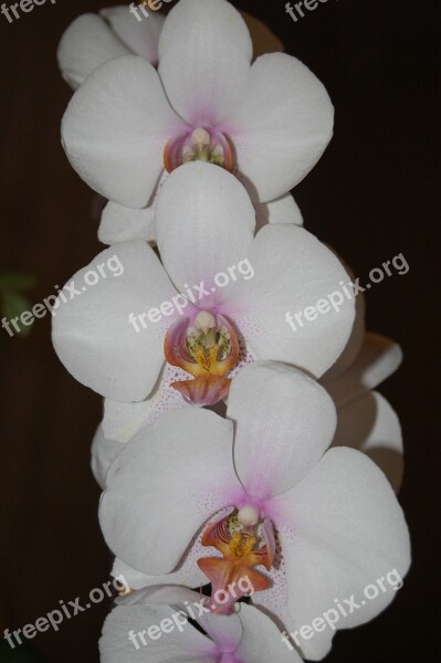 Orchid Plant Bloom Flowers Blossom