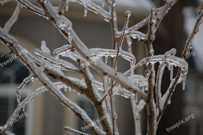 Branches Ice Winter Cold Tree