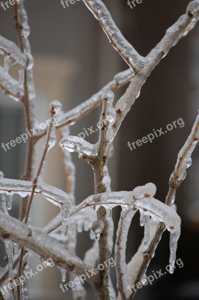 Branches Ice Winter Cold Tree