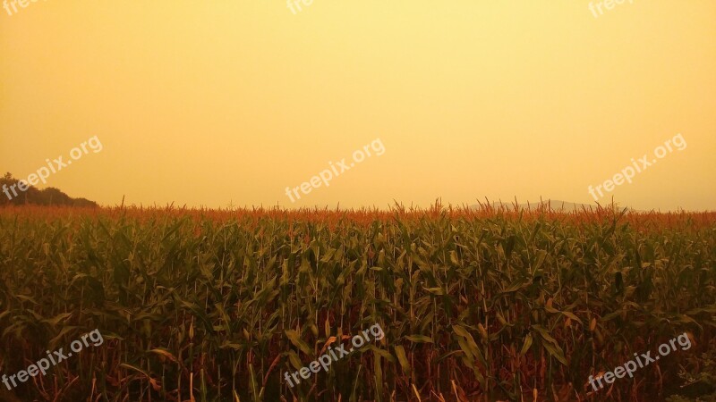 Eerie Cornfield Farm Agriculture Nature