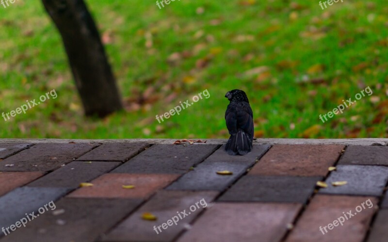 Raven Ecuador Manabi Park Animal