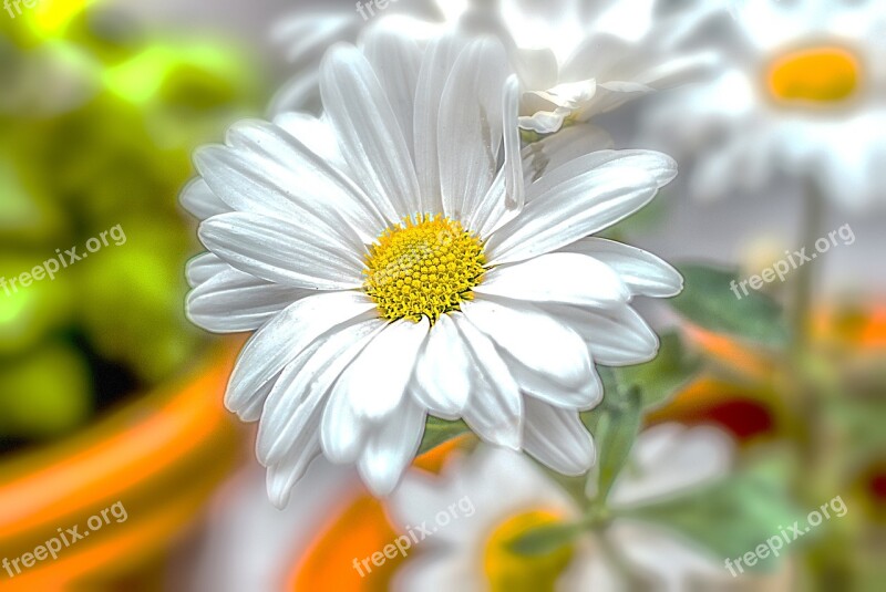 Flower Flower Gérbel White Beautiful Plant