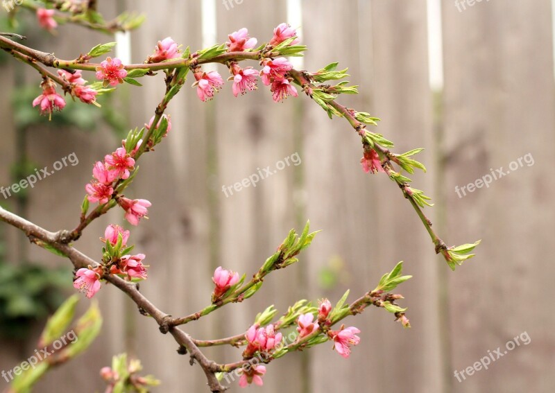 Sprig Fruit Tree Flowering The Peach Tree Spring