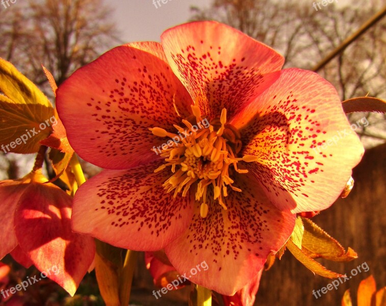 Christmas Rose Speckled Rose Violet Garden