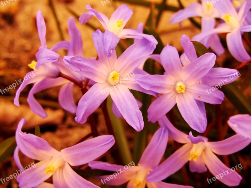 Starflower Blue Spring Violet Nature