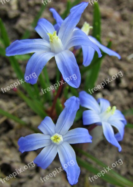 Starflower Blue Spring Violet Nature