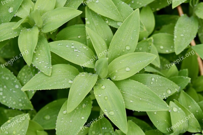 Green Leaves Plants Plant Brings Good Luck Thrush Nature